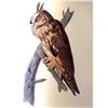 Image 1 : c1946 Audubon Print, #383 Long-Eared Owl