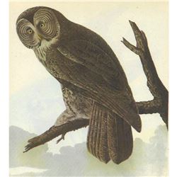 c1946 Audubon Print, #351 Great Gray Owl