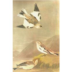 c1946 Audubon Print, #189 Snow Bunting