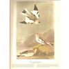 Image 2 : c1946 Audubon Print, #189 Snow Bunting