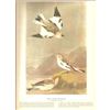 Image 2 : c1946 Audubon Print, #189 Snow Bunting