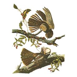 c1946 Audubon Print, #52 Chuck-Will's-Widow