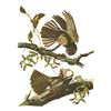 Image 1 : c1946 Audubon Print, #52 Chuck-Will's-Widow