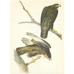 c1946 Audubon Print, #86 Harlan's Hawk