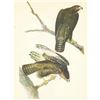 Image 1 : c1946 Audubon Print, #86 Harlan's Hawk