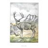 Image 2 : 1920's Mule Deer Color Lithograph Print