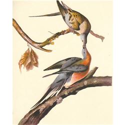 c1950 Audubon Print, Passenger Pigeon