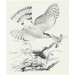 1950 Menaboni Print, Sharp-skinned Hawk & Indigo Bunting