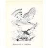 Image 2 : 1950 Menaboni Print, Sharp-skinned Hawk & Indigo Bunting