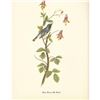 Image 2 : c1950 Audubon Print, Black Throated Blue Warbler