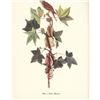 Image 3 : c1950 Audubon Print, Alderor Traill's, Flycatcher