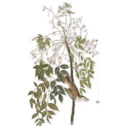 c1946 Audubon Print, #63 White-Eyed Vireo