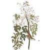 Image 1 : c1946 Audubon Print, #63 White-Eyed Vireo