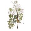 Image 2 : c1946 Audubon Print, #63 White-Eyed Vireo