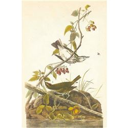 c1946 Audubon Print, #143 Oven-Bird