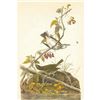 Image 1 : c1946 Audubon Print, #143 Oven-Bird
