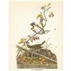Image 2 : c1946 Audubon Print, #143 Oven-Bird