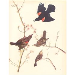 c1946 Audubon Print, #67 Red-Wing