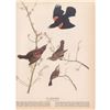Image 2 : c1946 Audubon Print, #67 Red-Wing