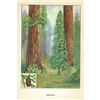 Image 2 : 1920's Redwood Color Lithograph Print