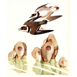 1950 Menaboni Print, Semipalmated Plover