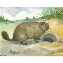 1920's Woodchuck Color Lithograph Print