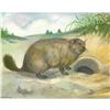Image 1 : 1920's Woodchuck Color Lithograph Print