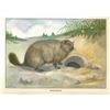 Image 2 : 1920's Woodchuck Color Lithograph Print