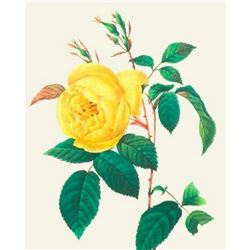 After Pierre-Jospeh Redoute, Floral Print, #122 Rosa Indica ( Rose )