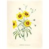 Image 2 : After Pierre-Jospeh Redoute, Floral Print, #24 Corcopsis elegant ( Tickseed )