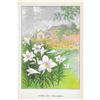 Image 2 : 1920's Easter Lily Color Lithograph Print