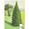 Image 1 : 1920's Red Cedar Color Lithograph Print