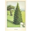 Image 2 : 1920's Red Cedar Color Lithograph Print