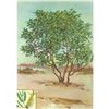 Image 1 : 1920's Mesquite Color Lithograph Print