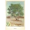 Image 2 : 1920's Mesquite Color Lithograph Print