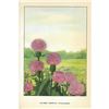 Image 2 : 1920's Plumed Thistle Color Lithograph Print