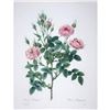 Image 1 : After Pierre-Jospeh Redoute, Floral Print, #133 Rosier Pompon (Rose)