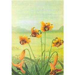 1920's Meadow Lily Color Lithograph Print