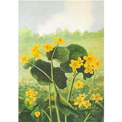 1920's American Cowslip Color lithograph Print