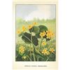 Image 2 : 1920's American Cowslip Color lithograph Print
