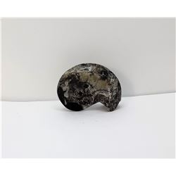 25)  NATURAL BLACK ORTHOCERAS AMMONITE