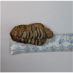 8)  NATURAL TRIBOLITE FOSSIL SPECIMEN