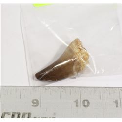 FOSSIL MOSSASAUR TOOTH IN SAND MATRIX