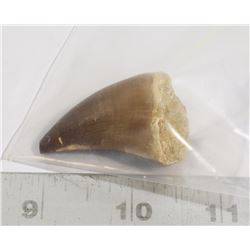 FOSSIL MOSSASAUR TOOTH IN SAND MATRIX