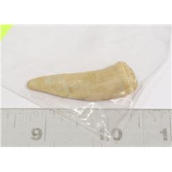 GENUINE LARGE FOSSIL FISH TOOTH