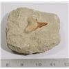Image 1 : GENUINE FOSSIL SHARK TOOTH IN SAND