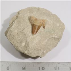 GENUINE FOSSIL SHARK TOOTH IN SAND