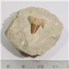 Image 1 : GENUINE FOSSIL SHARK TOOTH IN SAND