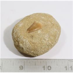 FOSSIL MOSSASAUR TOOTH IN SAND MATRIX
