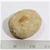 Image 1 : FOSSIL MOSSASAUR TOOTH IN SAND MATRIX